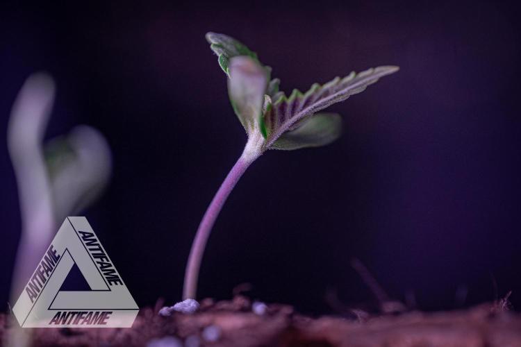 IZI SEEDS - Grandpa Zombie genetics fem. Week 0