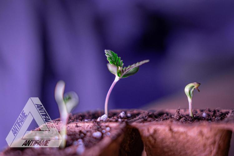 IZI SEEDS - Grandpa Zombie genetics fem. Week 0