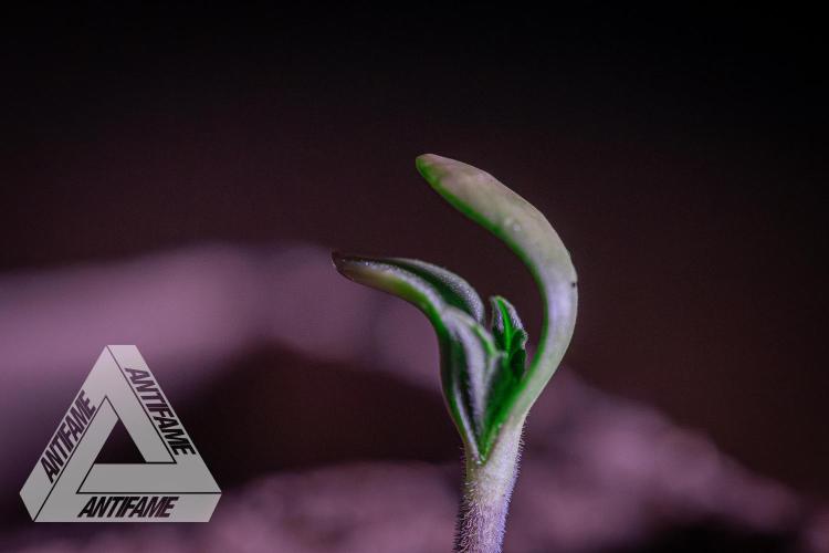 IZI SEEDS - Grandpa Zombie genetics fem1. Week 0