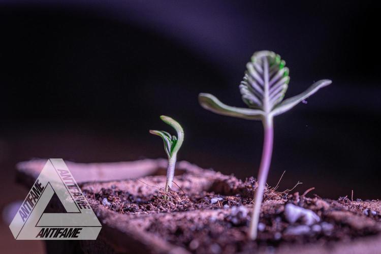 IZI SEEDS - Grandpa Zombie genetics fem1. Week 0