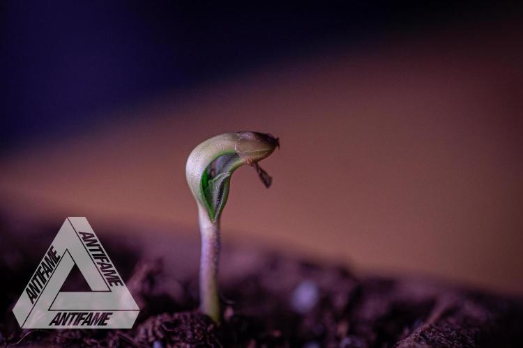 IZI SEEDS - Grandpa Zombie genetics fem1. Week 0