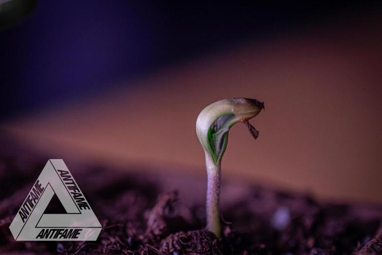 IZI SEEDS - Grandpa Zombie genetics fem1. Week 0