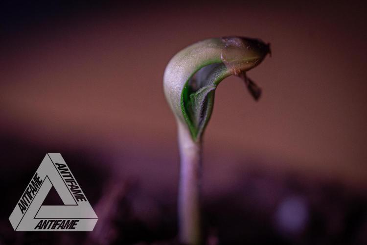 IZI SEEDS - Grandpa Zombie genetics fem1. Week 0