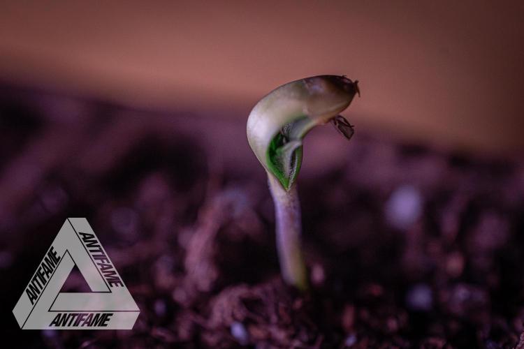 IZI SEEDS - Grandpa Zombie genetics fem1. Week 0