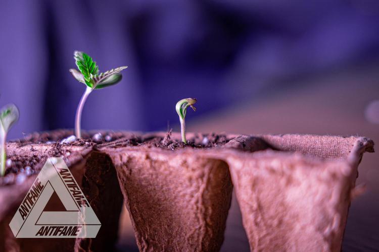 IZI SEEDS - Grandpa Zombie genetics fem1. Week 0