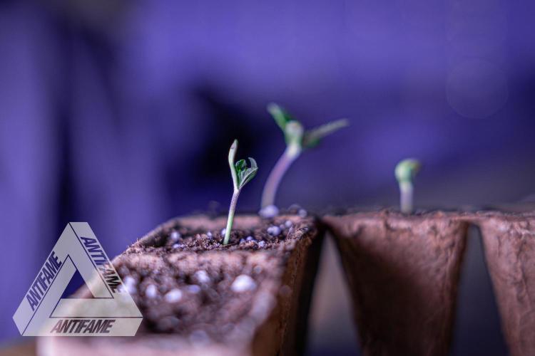 IZI SEEDS - Grandpa Zombie genetics fem2. Week 0