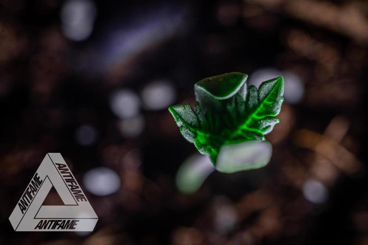 IZI SEEDS - Grandpa Zombie genetics fem2. Week 0