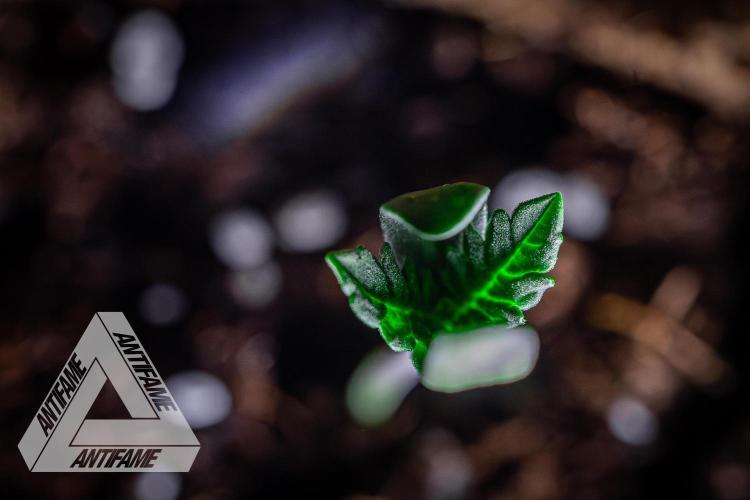 IZI SEEDS - Grandpa Zombie genetics fem2. Week 0