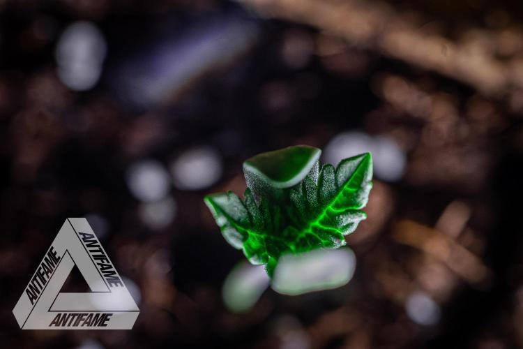 IZI SEEDS - Grandpa Zombie genetics fem2. Week 0