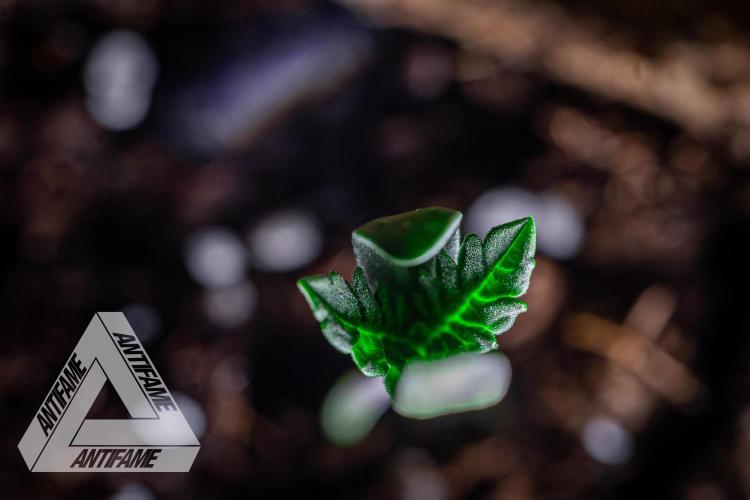 IZI SEEDS - Grandpa Zombie genetics fem2. Week 0