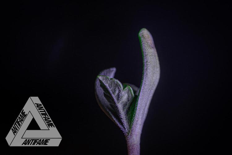 IZI SEEDS - Grandpa Zombie genetics fem2. Week 0