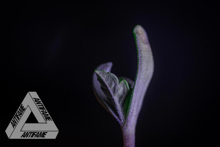 IZI SEEDS - Grandpa Zombie genetics fem2. Week 0