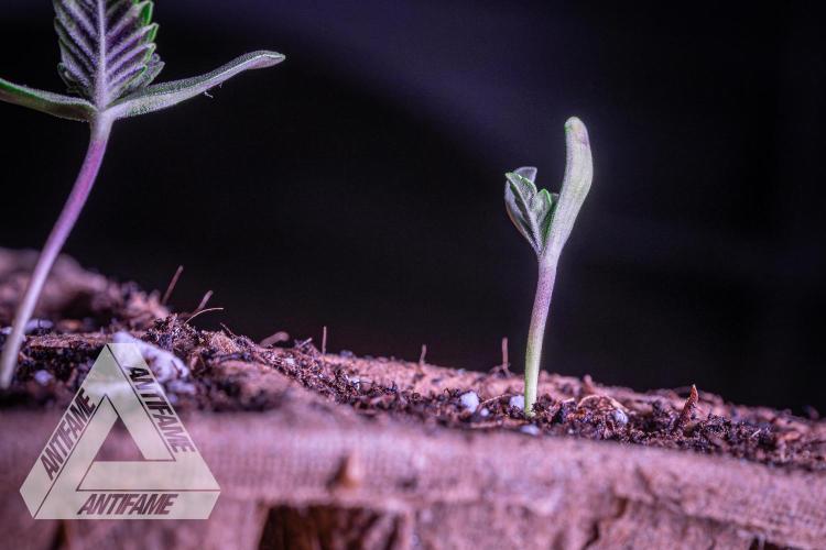 IZI SEEDS - Grandpa Zombie genetics fem2. Week 0