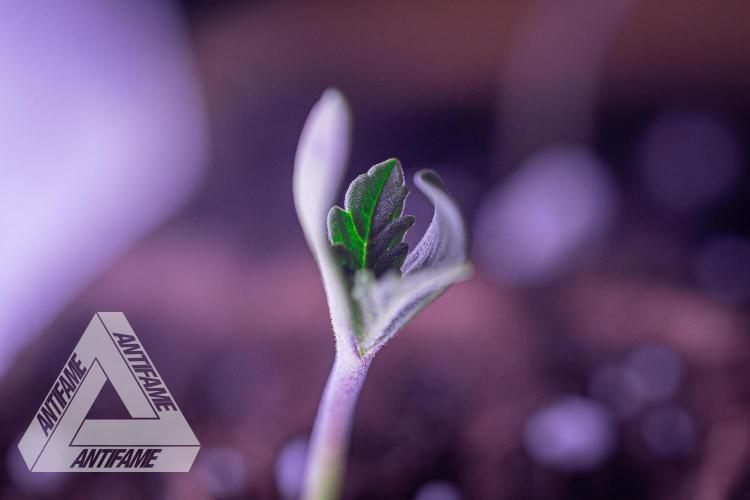 IZI SEEDS - Grandpa Zombie genetics fem2. Week 0