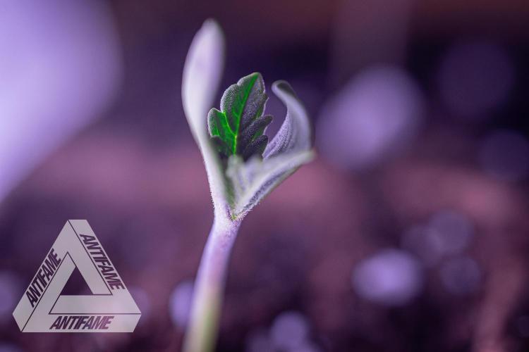 IZI SEEDS - Grandpa Zombie genetics fem2. Week 0