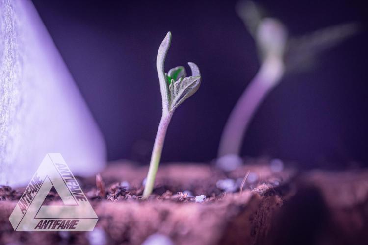 IZI SEEDS - Grandpa Zombie genetics fem2. Week 0