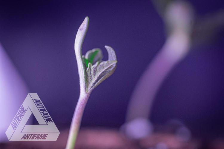 IZI SEEDS - Grandpa Zombie genetics fem2. Week 0