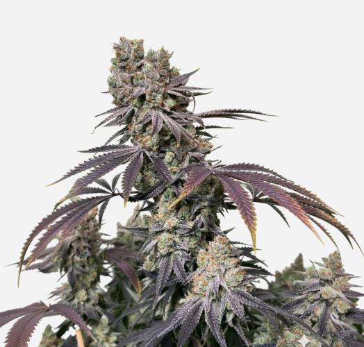 IZI SEEDS - Grandpa Zombie genetics fem2. Week 0