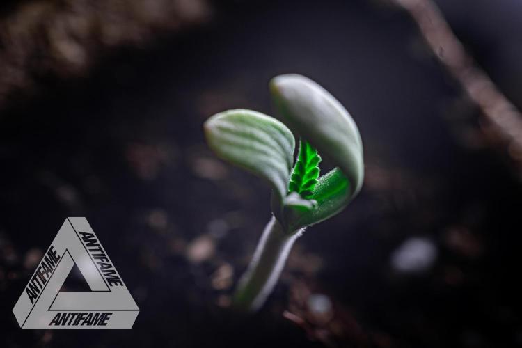 IZI SEEDS - Grandpa Zombie genetics fem1. Week 0