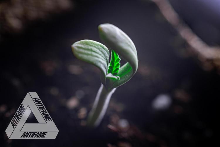 IZI SEEDS - Grandpa Zombie genetics fem1. Week 0