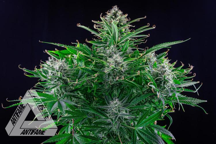 DIVINE SEEDS - Auto Black Opium. Week 10