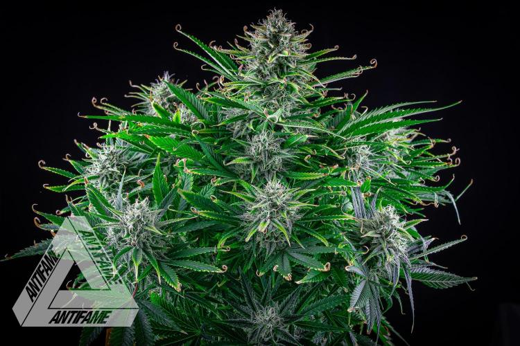 DIVINE SEEDS - Auto Black Opium. Week 10