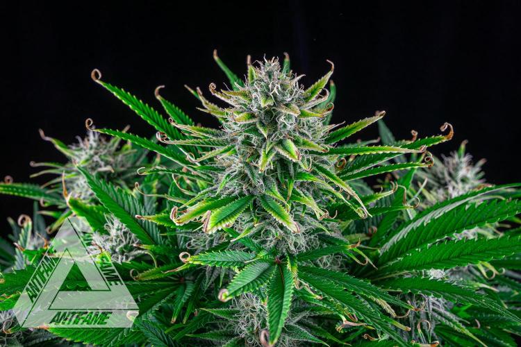 DIVINE SEEDS - Auto Black Opium. Week 10