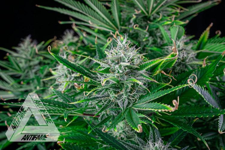 DIVINE SEEDS - Auto Black Opium. Week 10