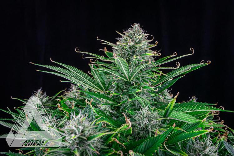 DIVINE SEEDS - Auto Black Opium. Week 10