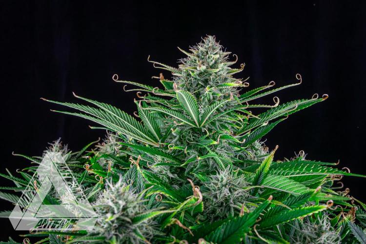 DIVINE SEEDS - Auto Black Opium. Week 10