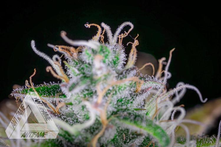 DIVINE SEEDS - Auto Black Opium. Week 10