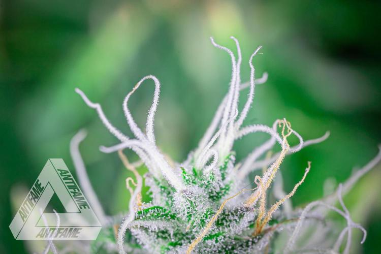 DIVINE SEEDS - Auto Black Opium. Week 10