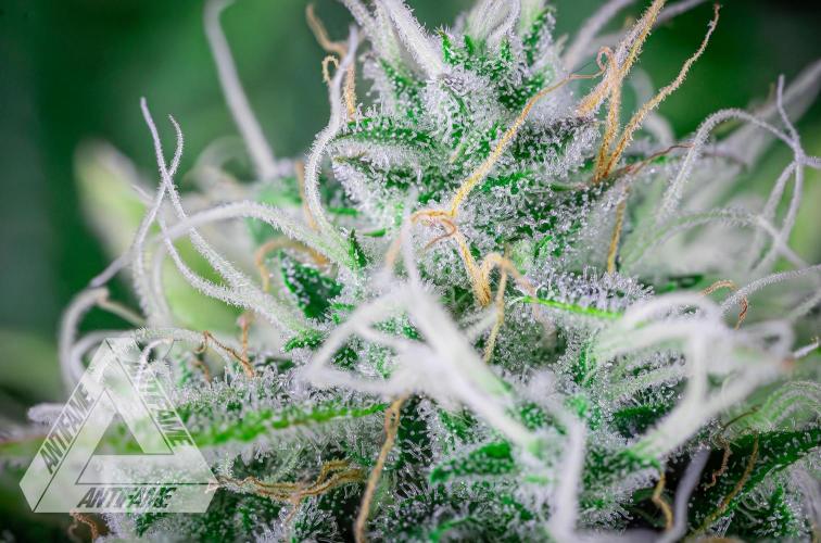 DIVINE SEEDS - Auto Black Opium. Week 10