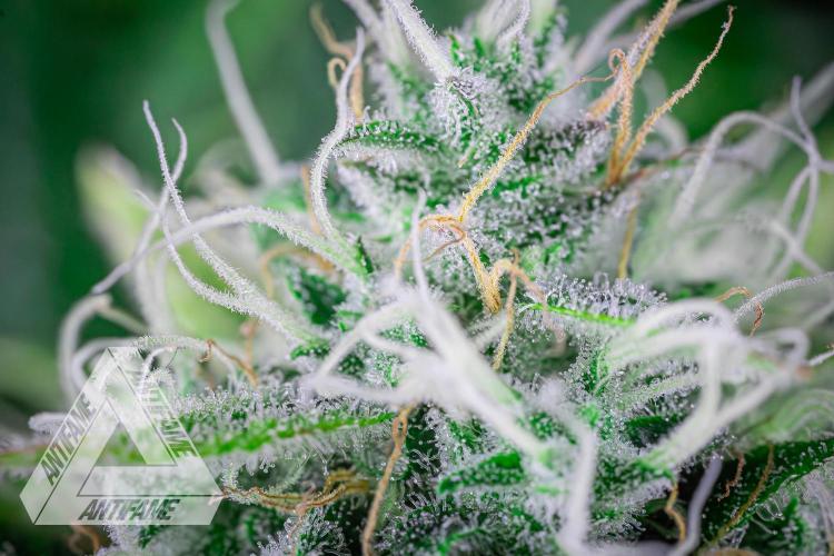 DIVINE SEEDS - Auto Black Opium. Week 10