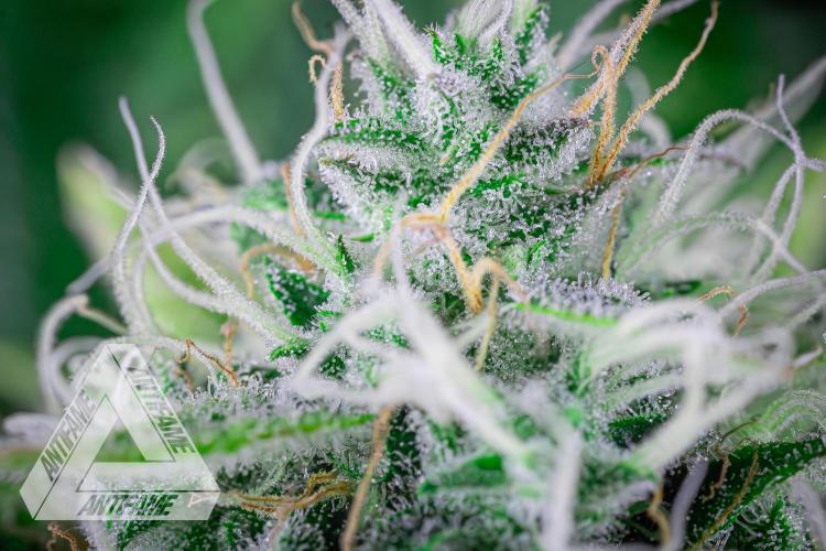 DIVINE SEEDS - Auto Black Opium. Week 10