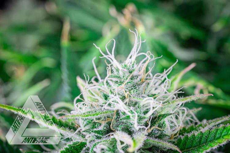 DIVINE SEEDS - Auto Black Opium. Week 10