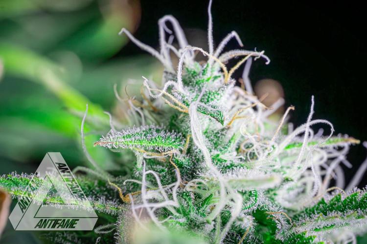 DIVINE SEEDS - Auto Black Opium. Week 10