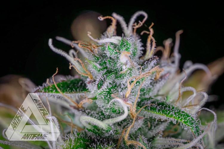 DIVINE SEEDS - Auto Black Opium. Week 10