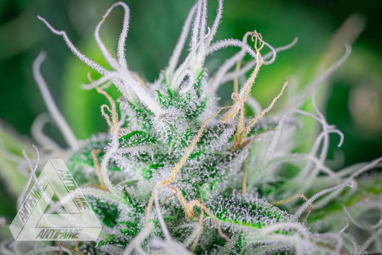 DIVINE SEEDS - Auto Black Opium. Week 10