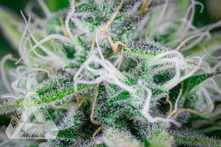 DIVINE SEEDS - Auto Black Opium. Week 10