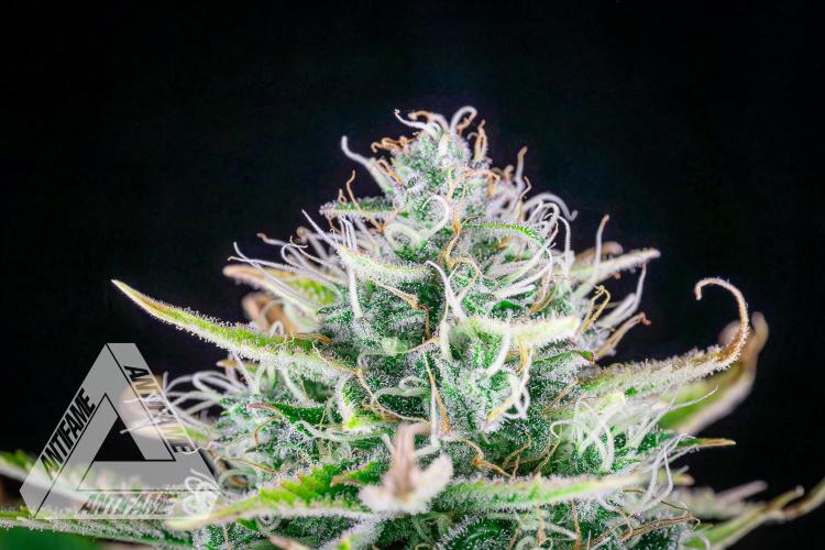 DIVINE SEEDS - Auto Black Opium. Week 10