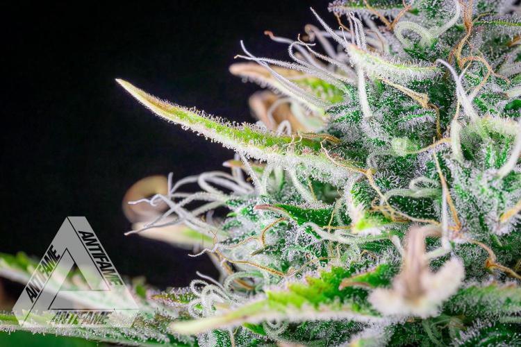 DIVINE SEEDS - Auto Black Opium. Week 10