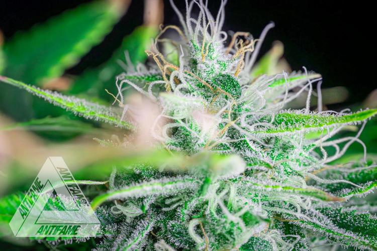 DIVINE SEEDS - Auto Black Opium. Week 10