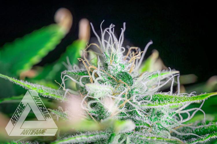 DIVINE SEEDS - Auto Black Opium. Week 10