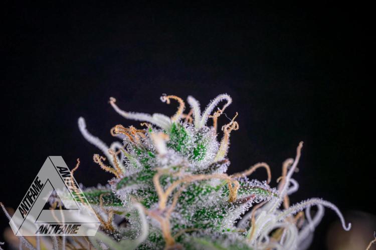 DIVINE SEEDS - Auto Black Opium. Week 10