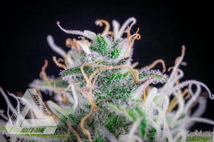 DIVINE SEEDS - Auto Black Opium. Week 10