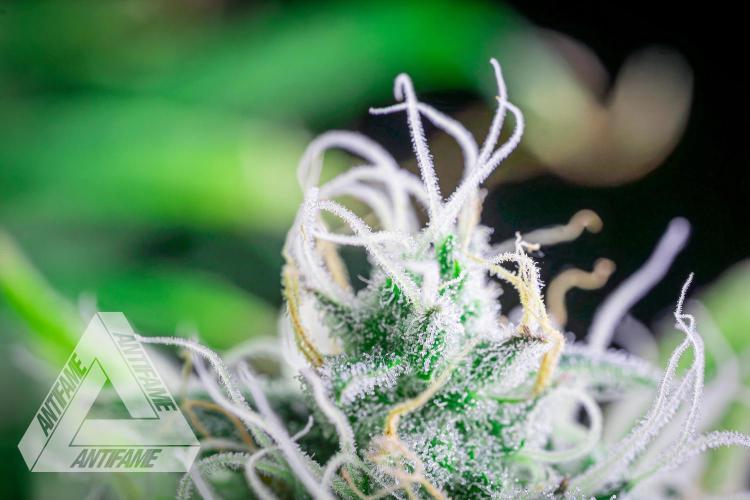 DIVINE SEEDS - Auto Black Opium. Week 10