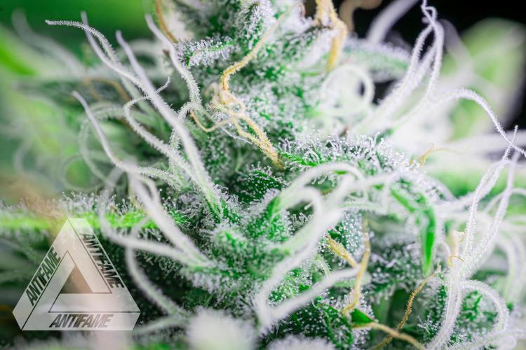 DIVINE SEEDS - Auto Black Opium. Week 10