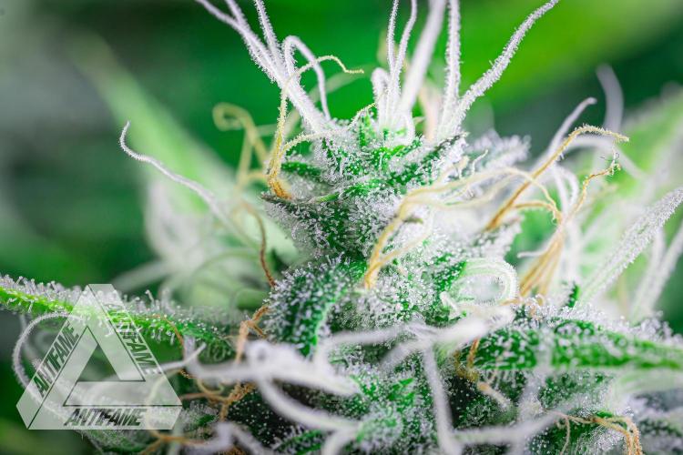 DIVINE SEEDS - Auto Black Opium. Week 10