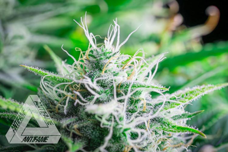 DIVINE SEEDS - Auto Black Opium. Week 10